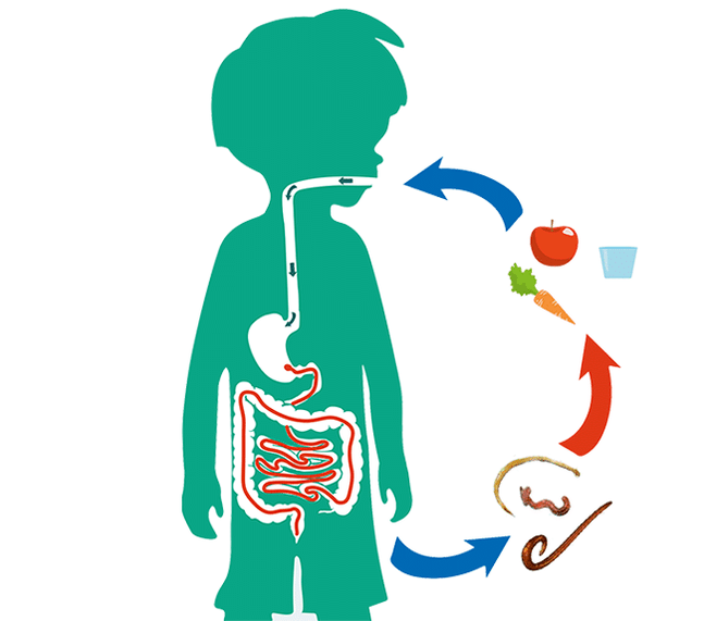 Vie di infezione umana da parte dei parassiti