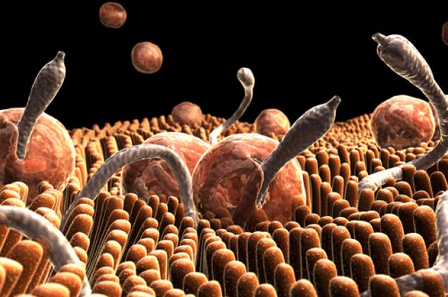 parassiti nel corpo umano