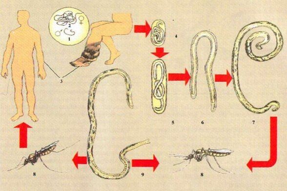 Come entrano i parassiti nel corpo umano
