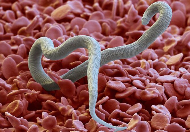 Verme parassita che si nutre del corpo umano