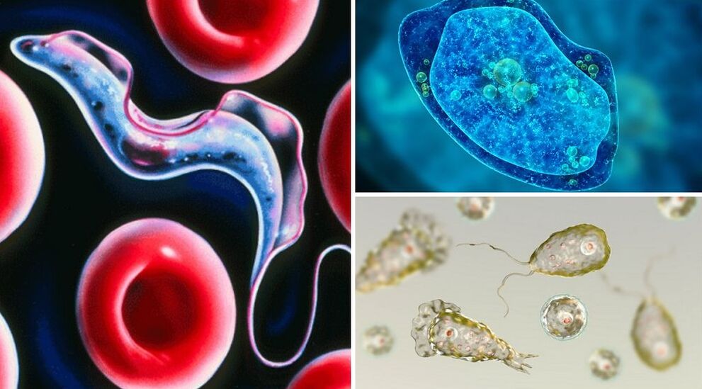 parassiti protozoari dell'uomo