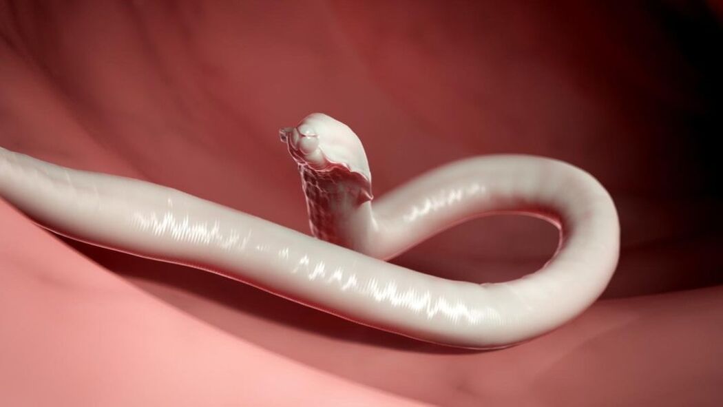 verme dal corpo umano